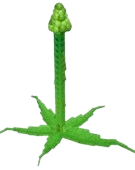 Tall Asparagus